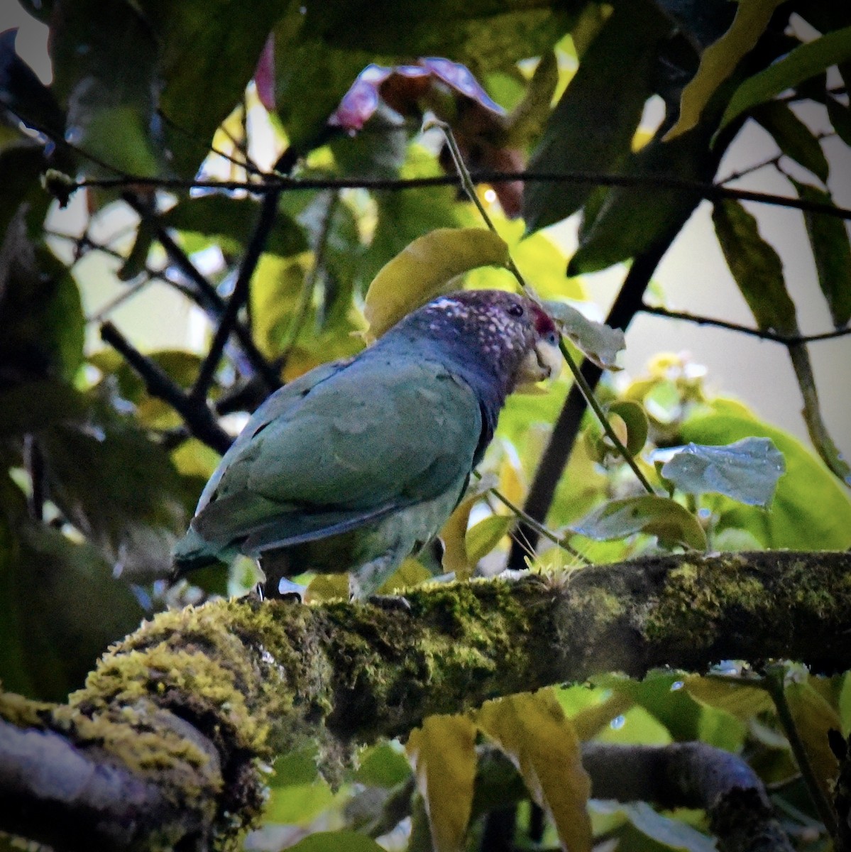 Speckle-faced Parrot (Plum-crowned) - ML405641151