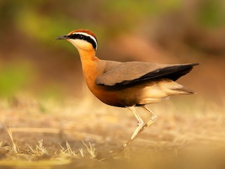  - Indian Courser