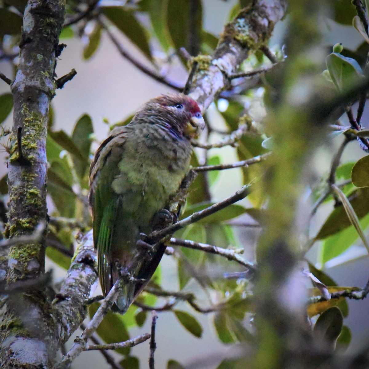 Speckle-faced Parrot (Plum-crowned) - ML405642011