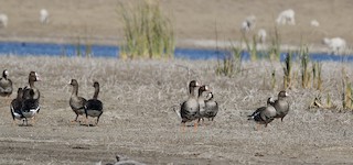Greater White-fronted Goose, ML405646901