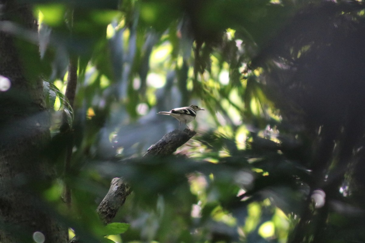Forest Wagtail - Supot Surapaetang
