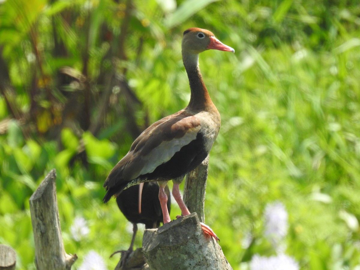 Black-bellied Whistling-Duck - Leandro Niebles Puello