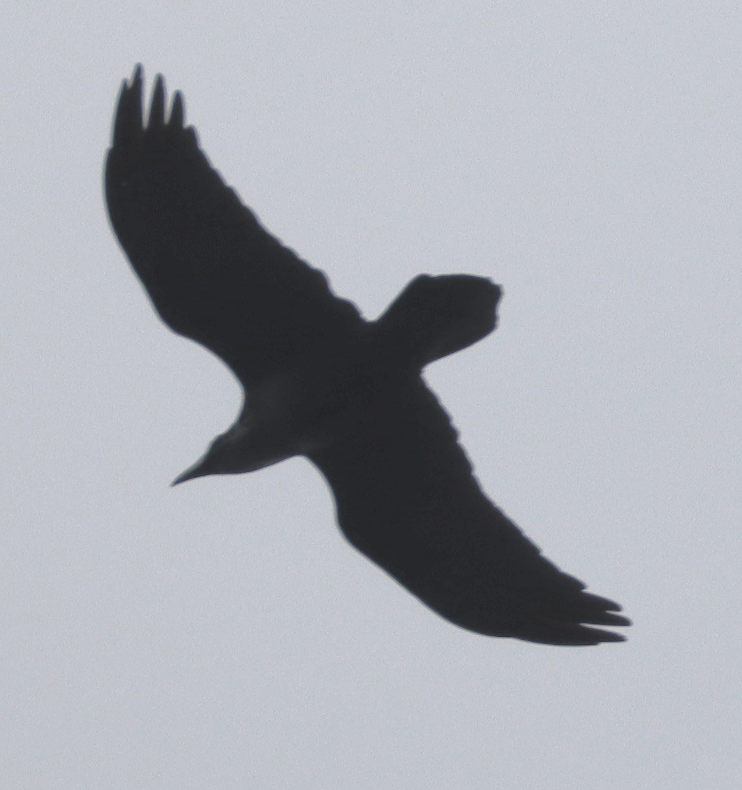 Common Raven - Mark Ross