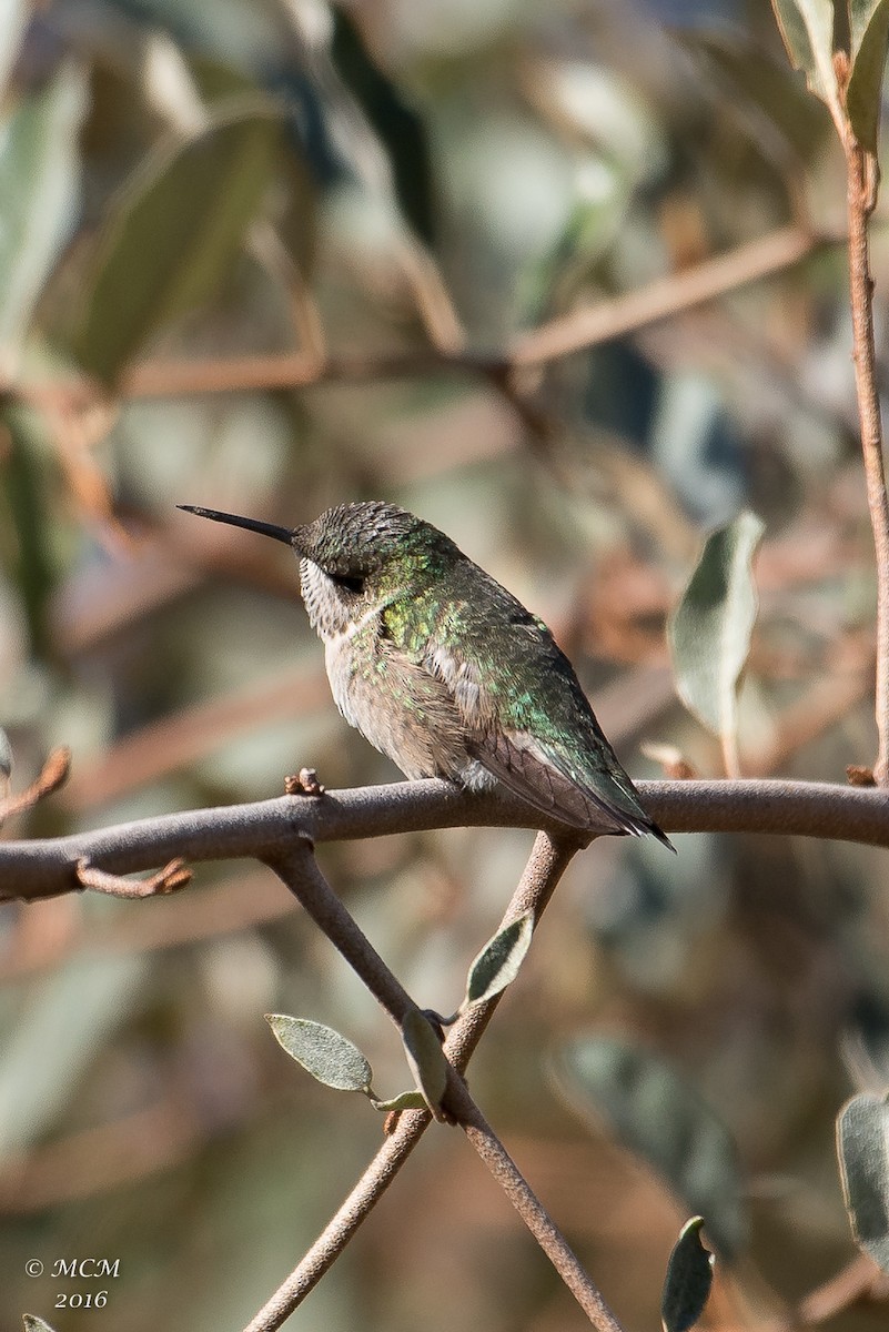 hummingbird sp. - Mary Catherine Miguez