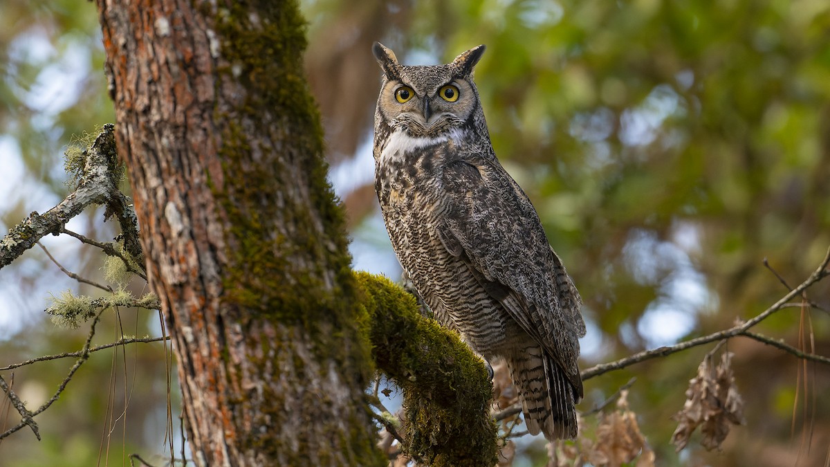 Great Horned Owl - James Livaudais