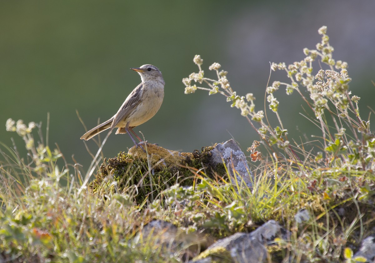 Water Pipit - ML405658411