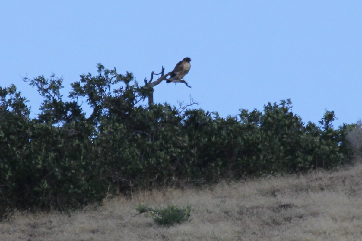 Red-tailed Hawk - ML405663151