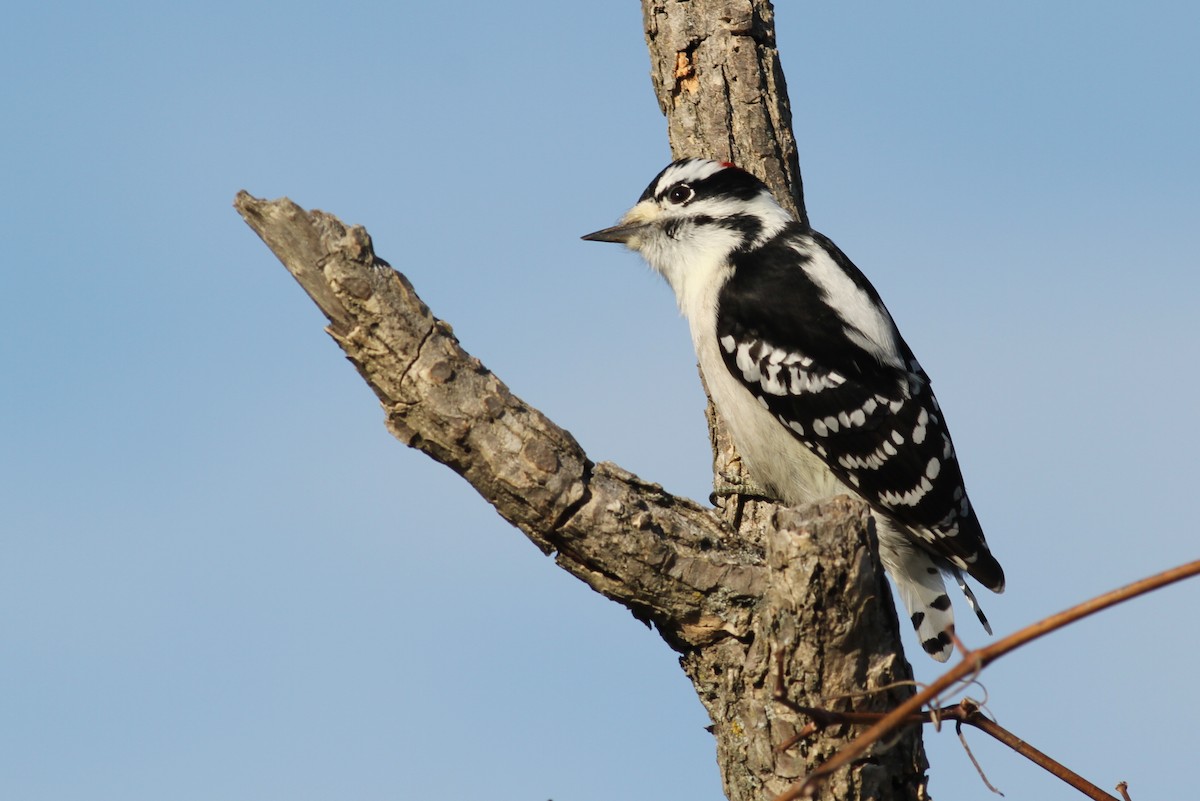 Downy Woodpecker (Eastern) - Kevin McGowan