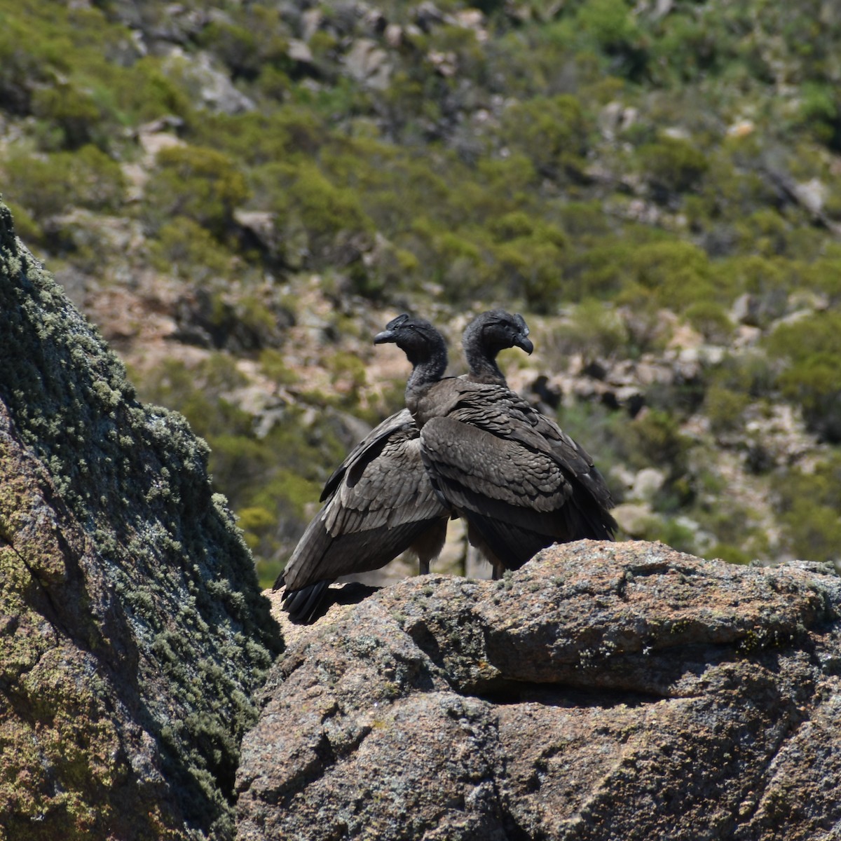 Andean Condor - ML405667391