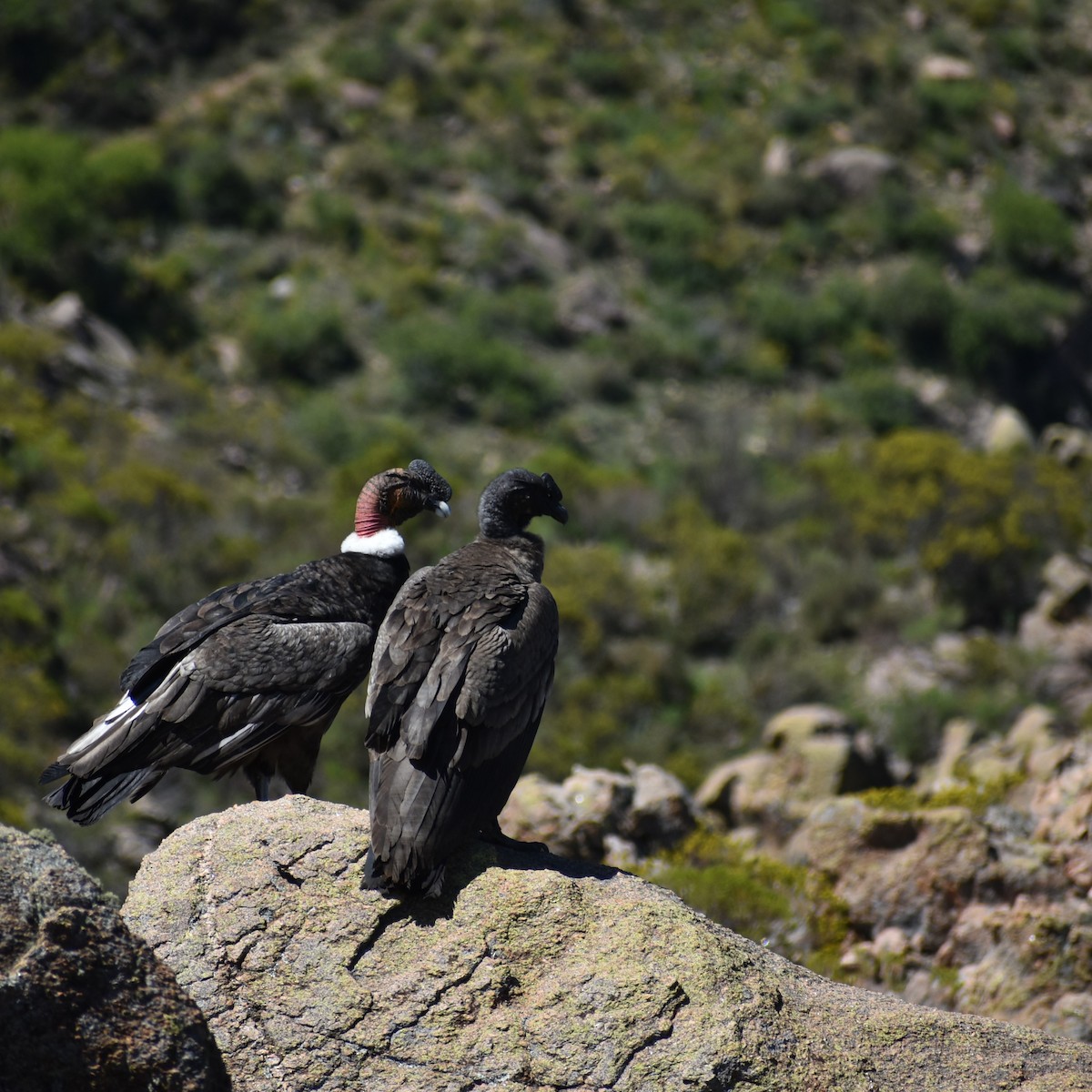 Condor des Andes - ML405667451