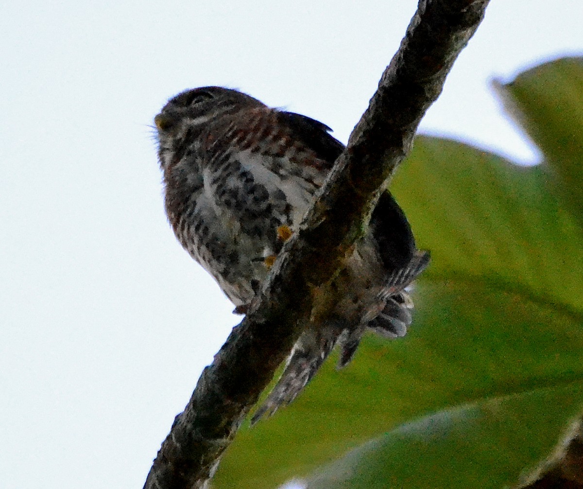 Cuban Pygmy-Owl - ML40568151