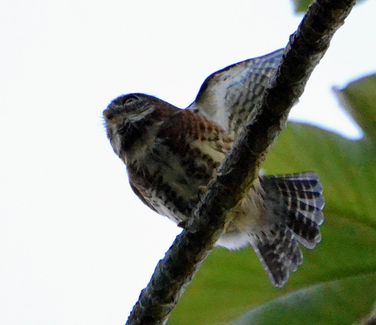 Cuban Pygmy-Owl - ML40568161