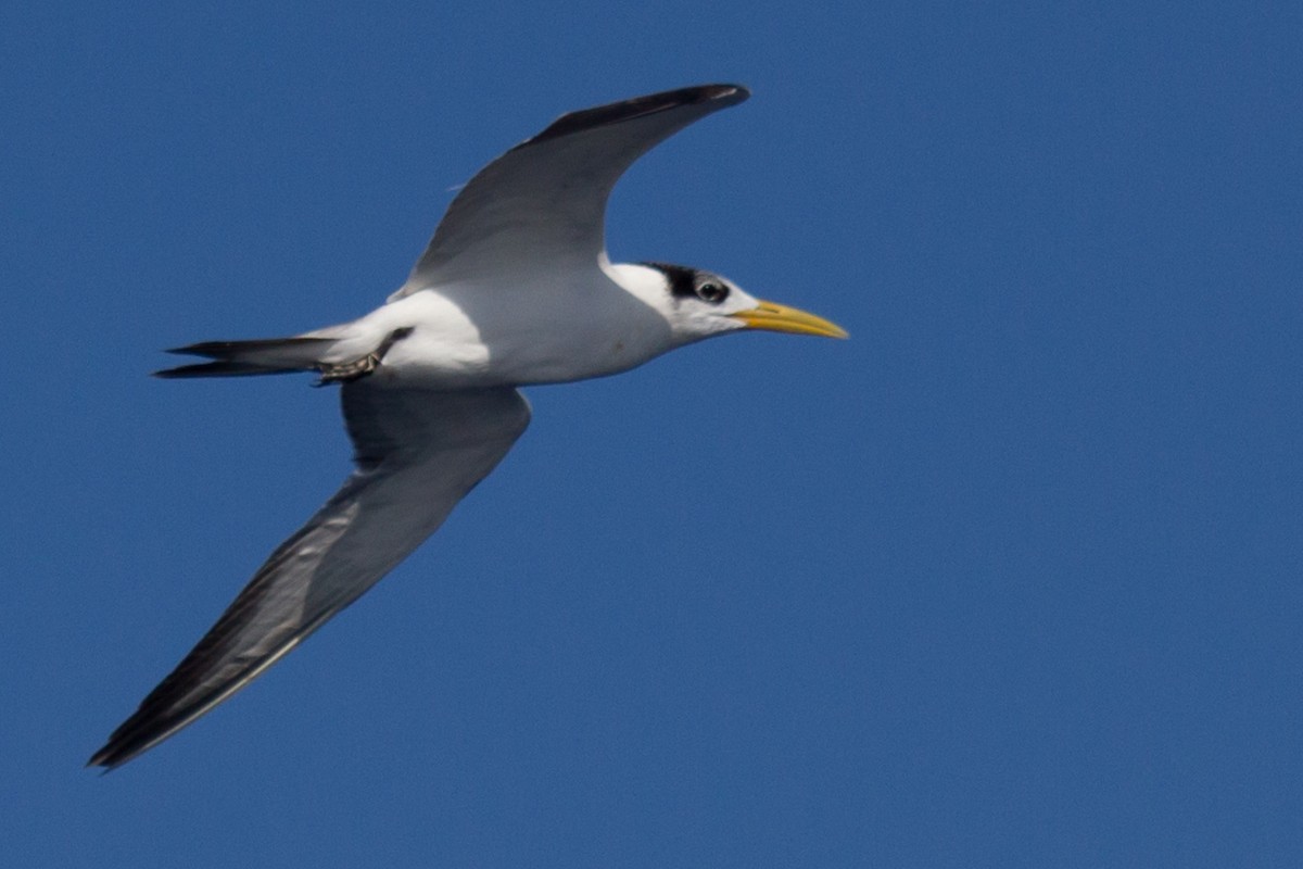 Great Crested Tern - ML405682511