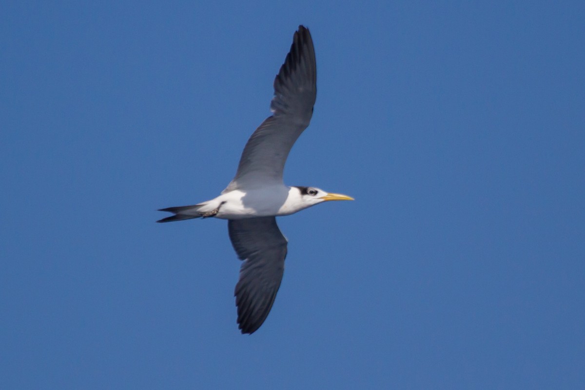 Great Crested Tern - ML405682571