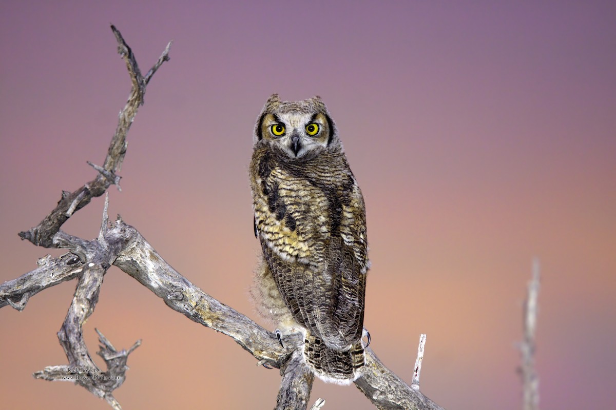 Great Horned Owl - ML405688041
