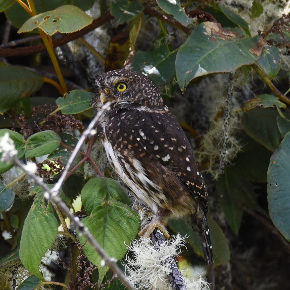 Yungas Pygmy-Owl - ML405690261