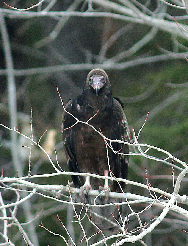 Turkey Vulture - ML405693341