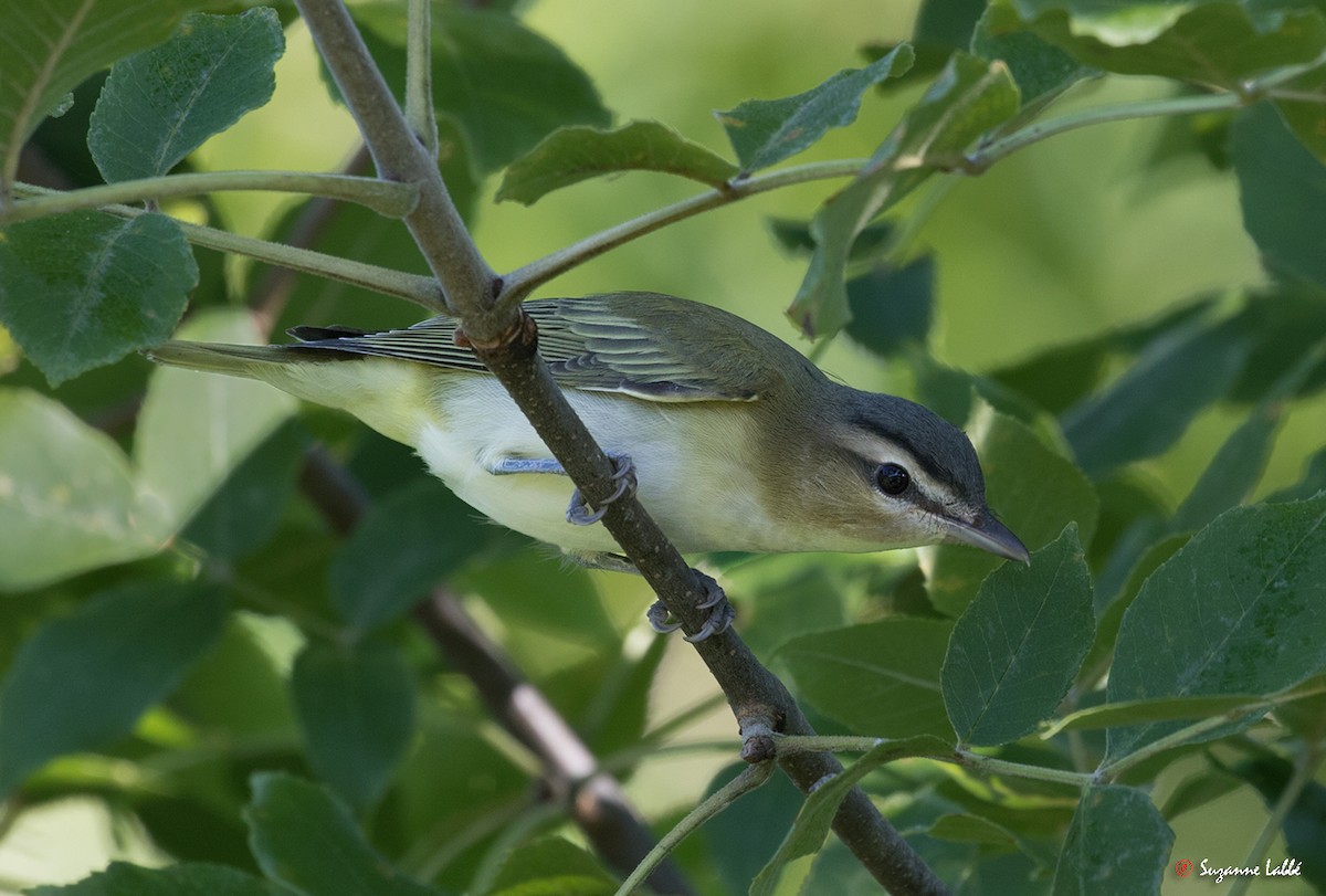 Red-eyed Vireo - Suzanne Labbé