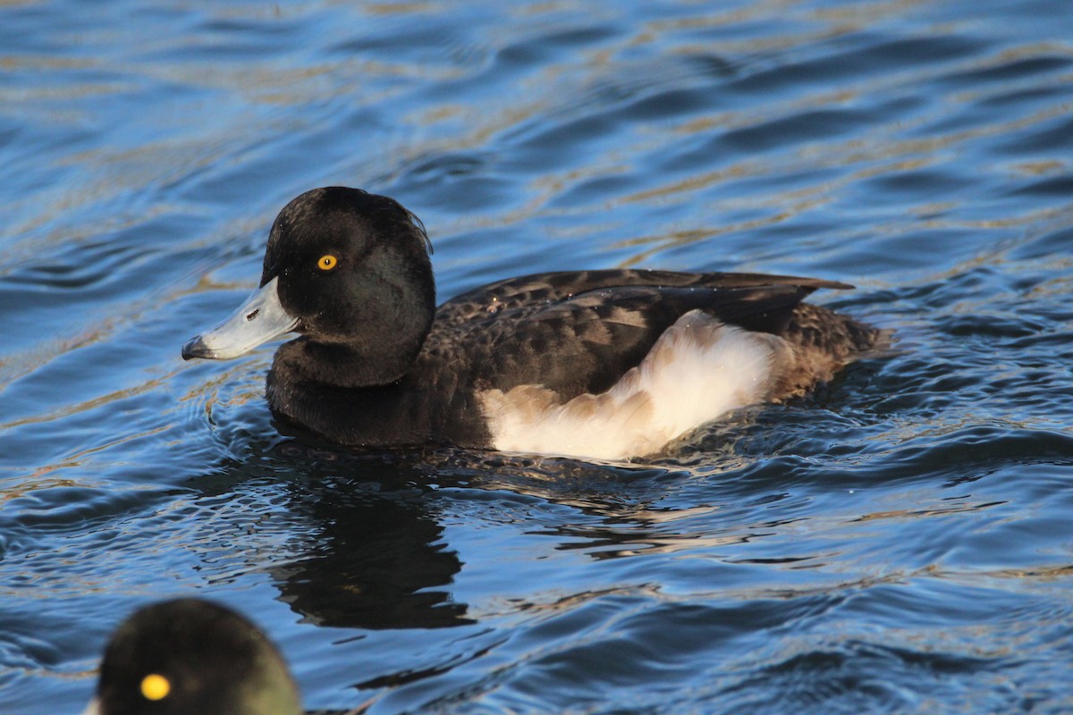 Tufted Duck - ML405695871