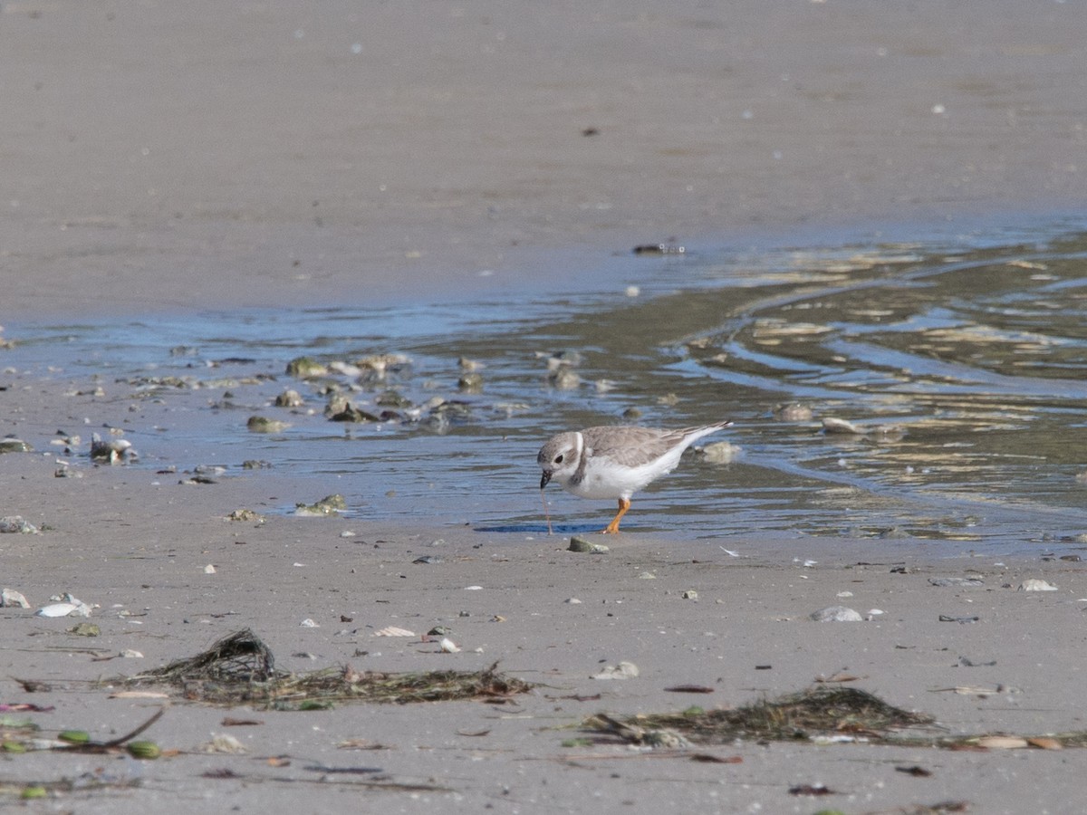 Piping Plover - Kenneth Zaslow