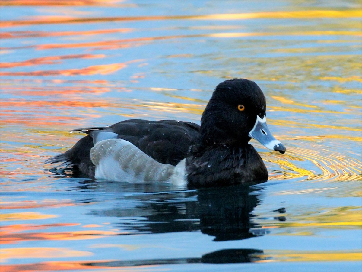 Ring-necked Duck - ML40569901