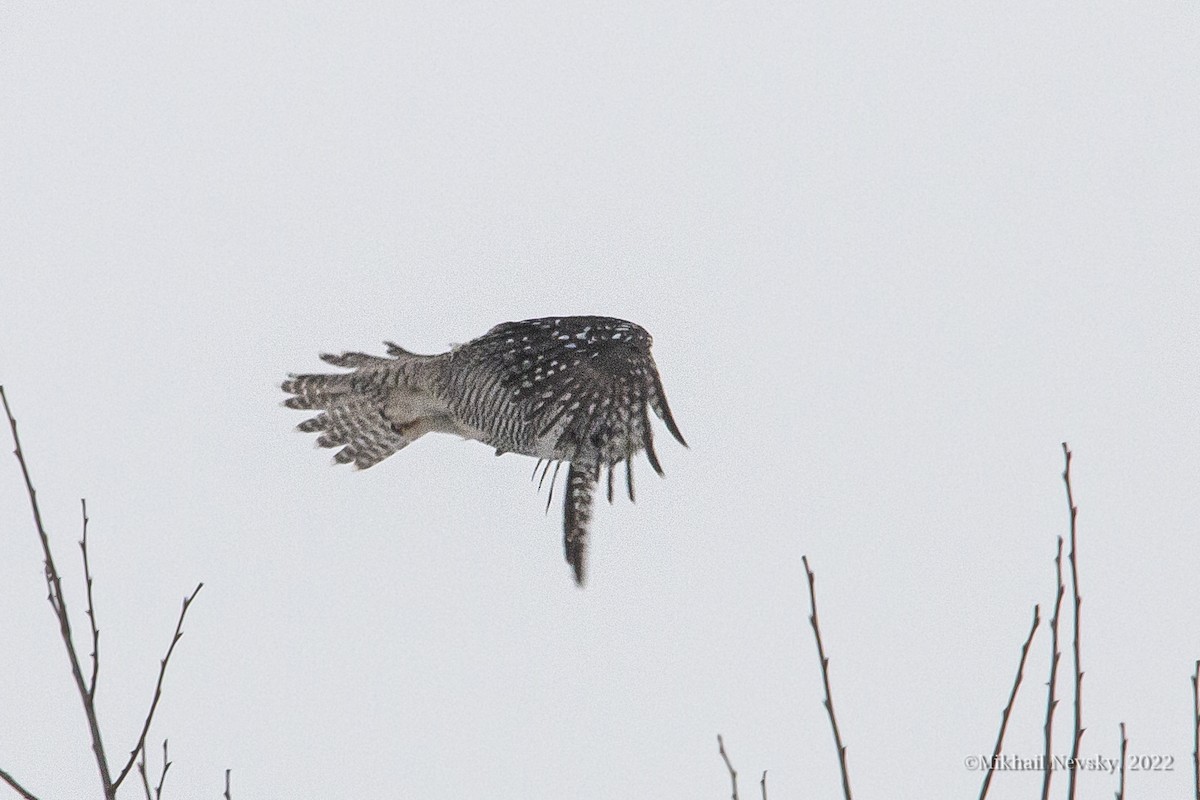 Northern Hawk Owl - Mikhail Nevsky