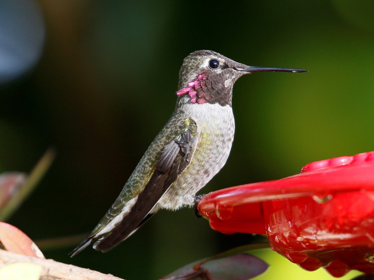 Anna's Hummingbird - ML40570181