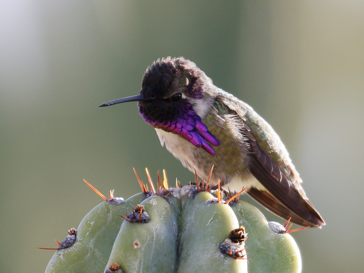 Costa's Hummingbird - Laura Ellis