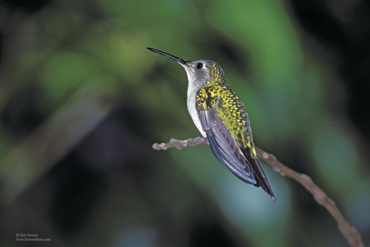 kolibřík klínoocasý - ML405705491