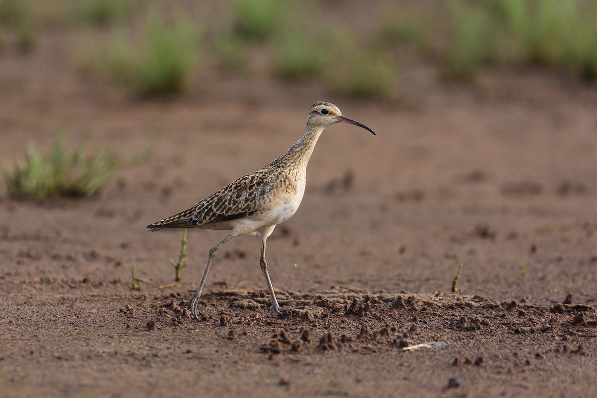 Little Curlew - ML405707091