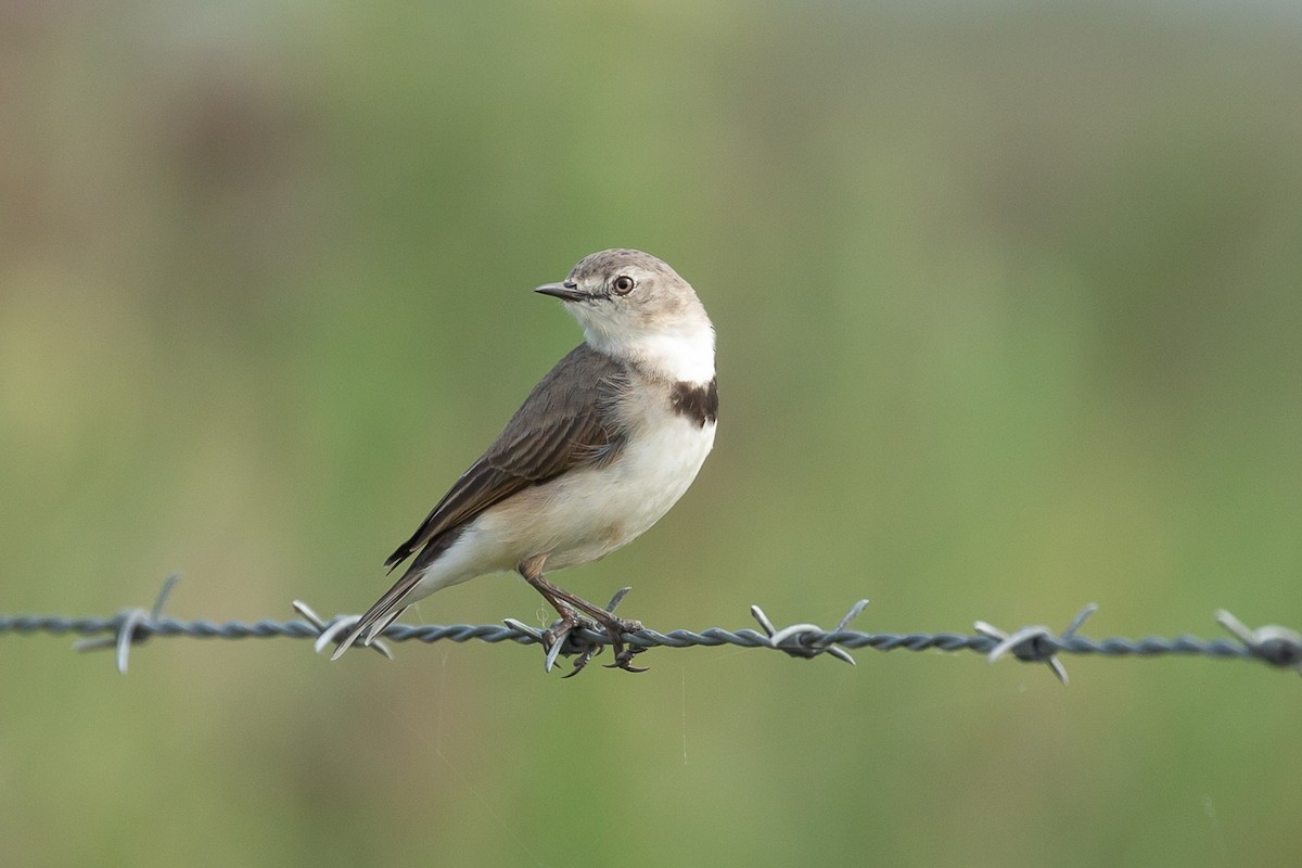 White-fronted Chat - Stephanie Owen
