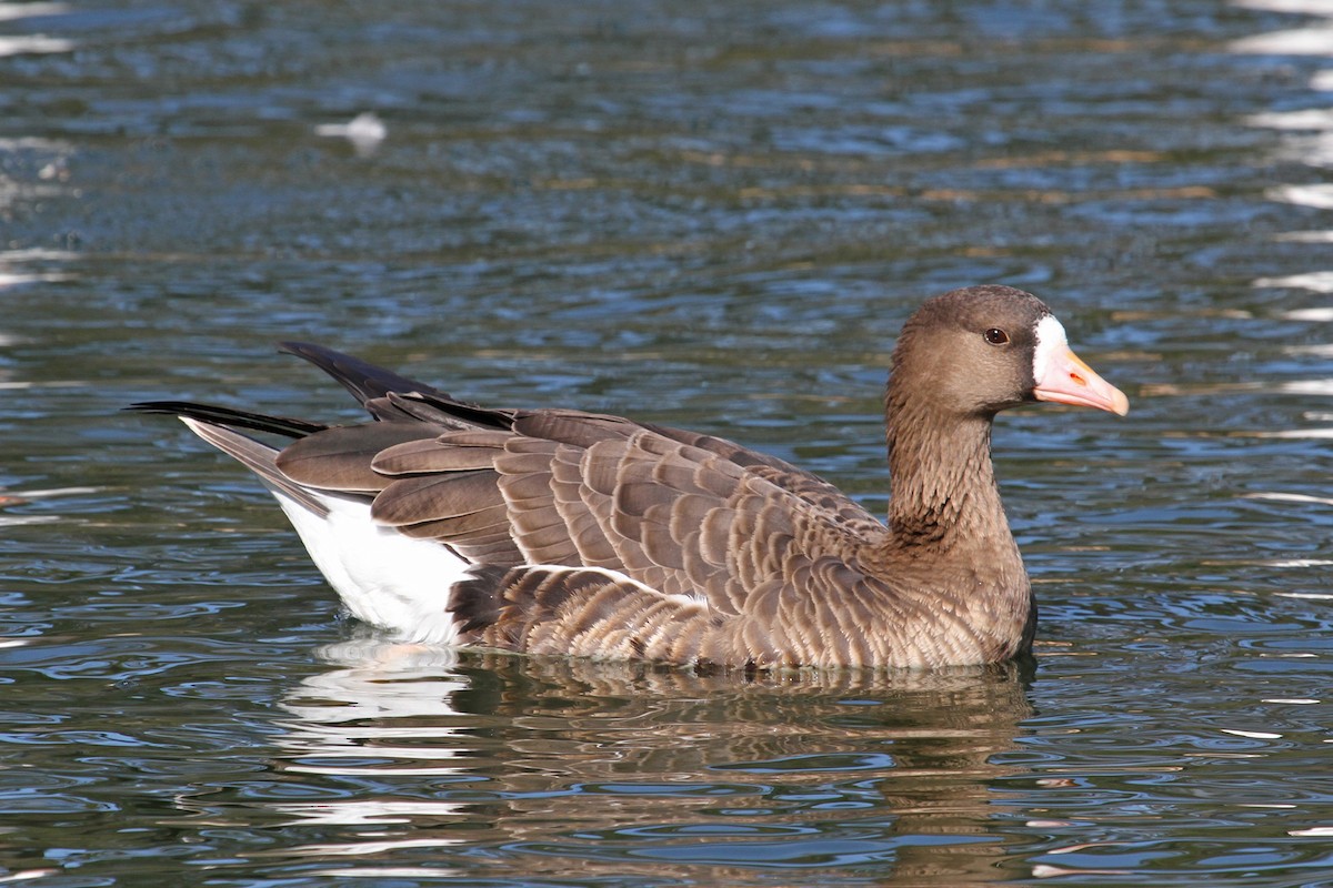 Greater White-fronted Goose - ML40570841