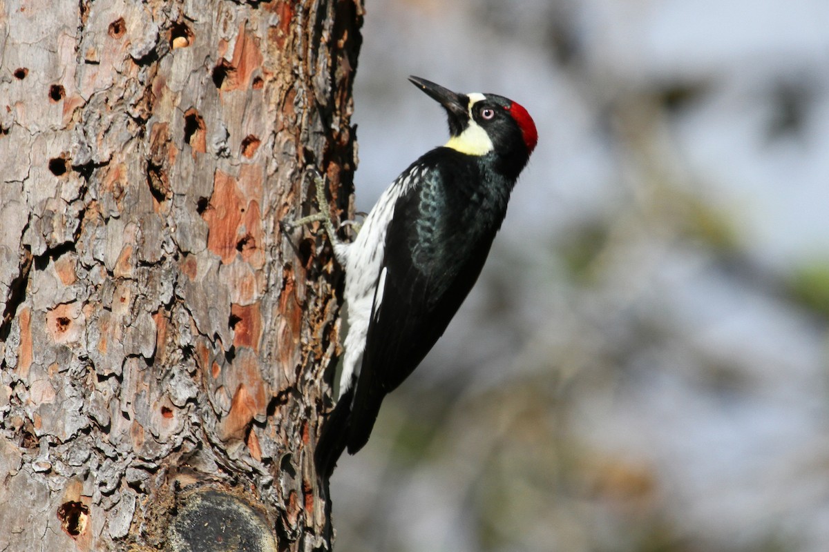 Acorn Woodpecker - ML40571251