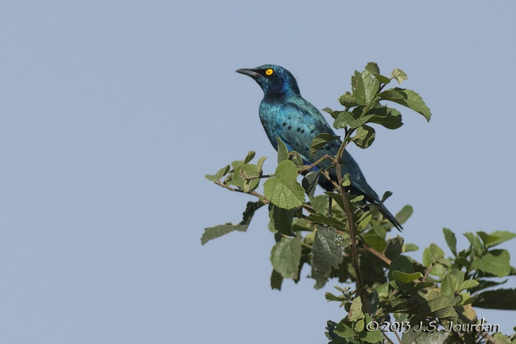 Greater Blue-eared Starling - ML405714141