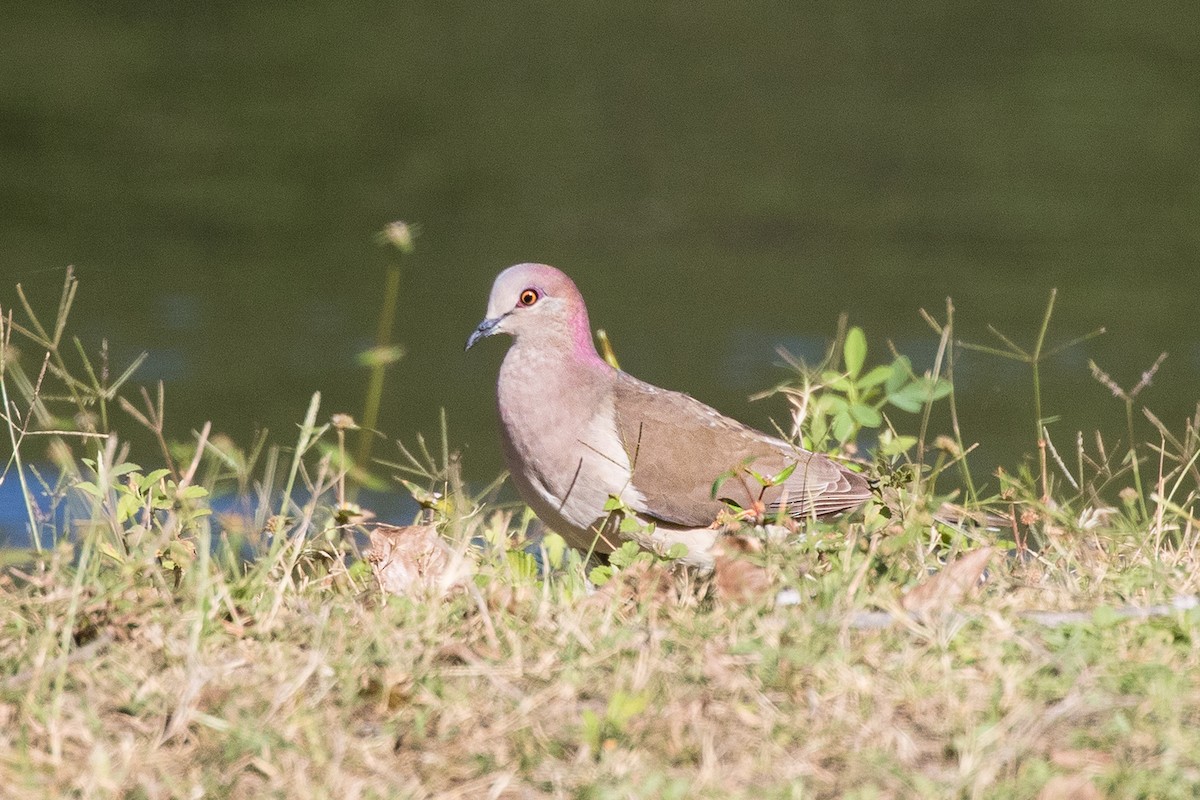 White-tipped Dove - Michael Henry