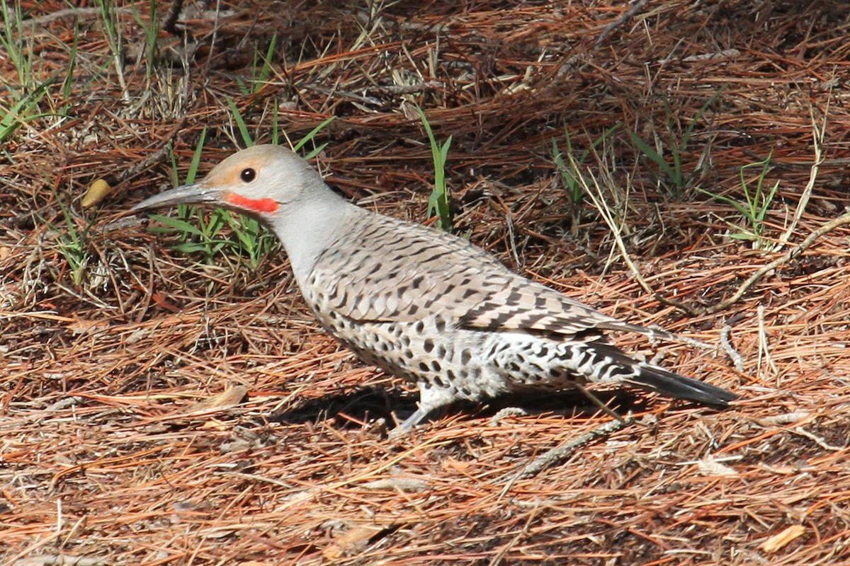 Northern Flicker (Red-shafted) - ML40572411