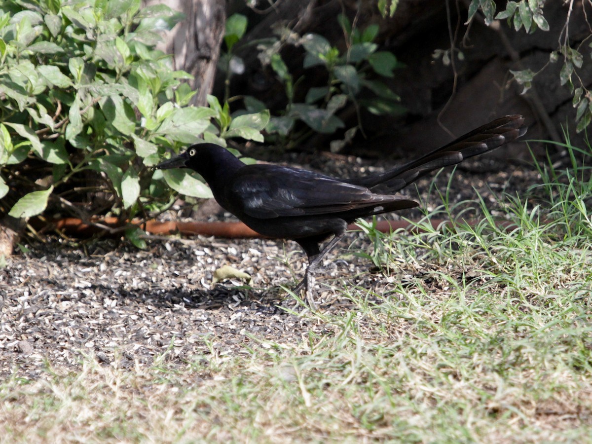 Great-tailed Grackle - ML405725791