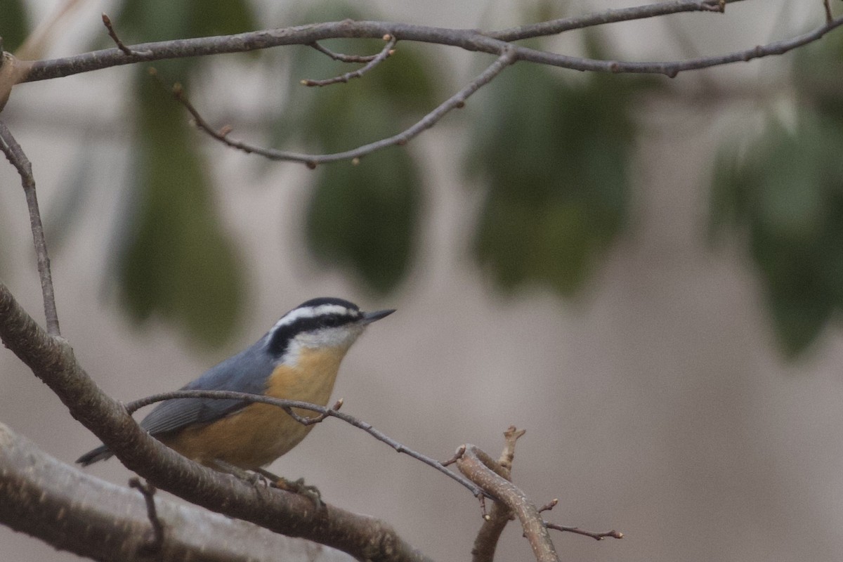 Red-breasted Nuthatch - ML405726141