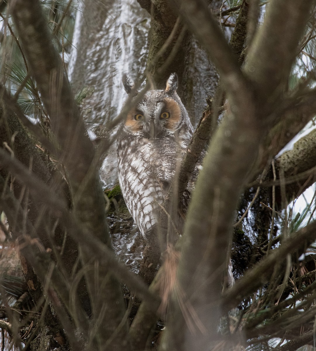 Long-eared Owl - ML405728161