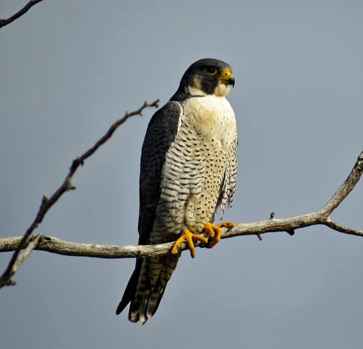 Peregrine Falcon - Dan Prima
