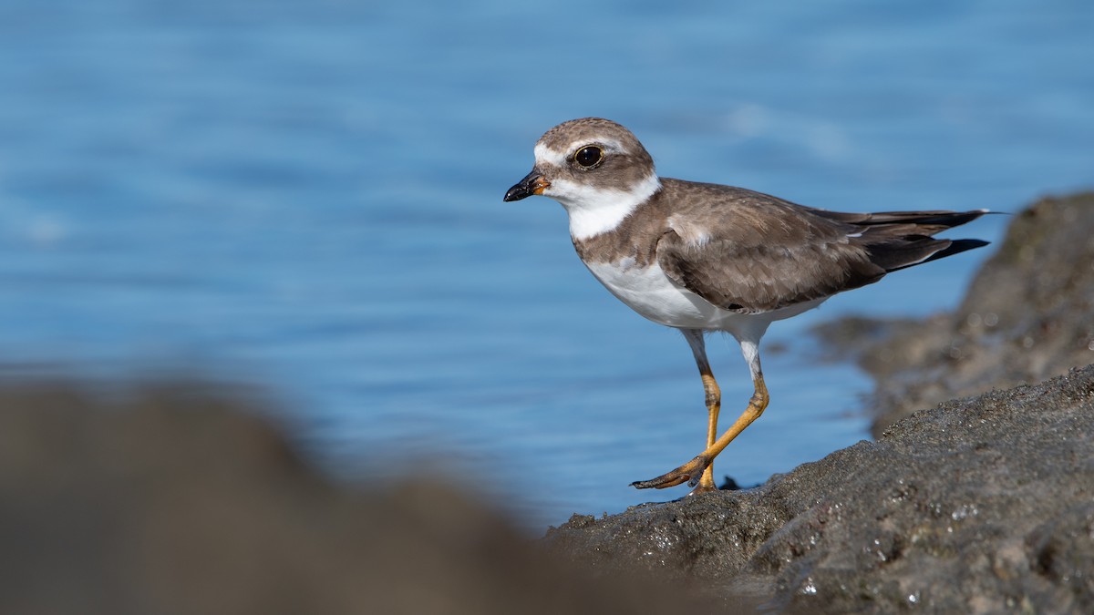 Semipalmated Plover - ML405736201