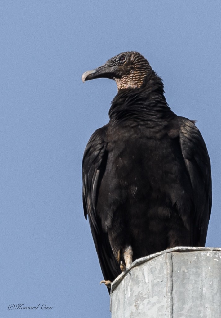 Black Vulture - ML405748351