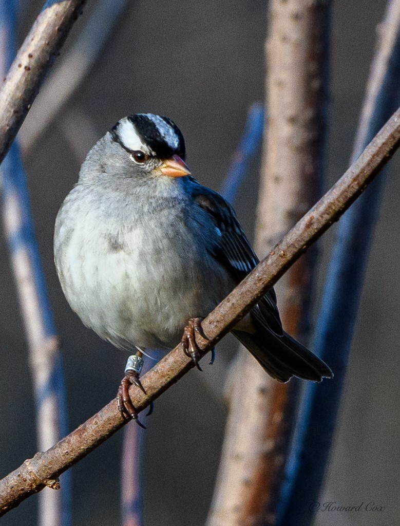 White-crowned Sparrow - Howard Cox