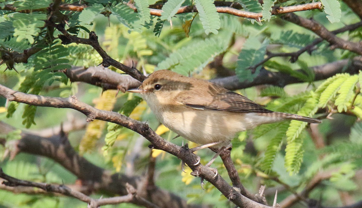 Booted Warbler - ML40575651