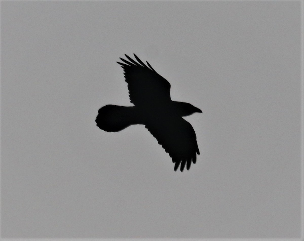 Common Raven - ML405758101