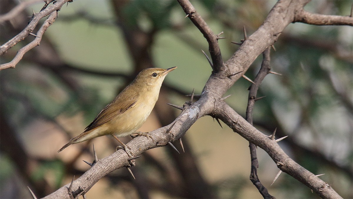 Blyth's Reed Warbler - Gopalakrishna R