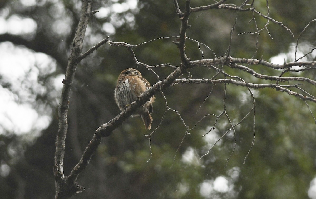 Austral Pygmy-Owl - ML405760421