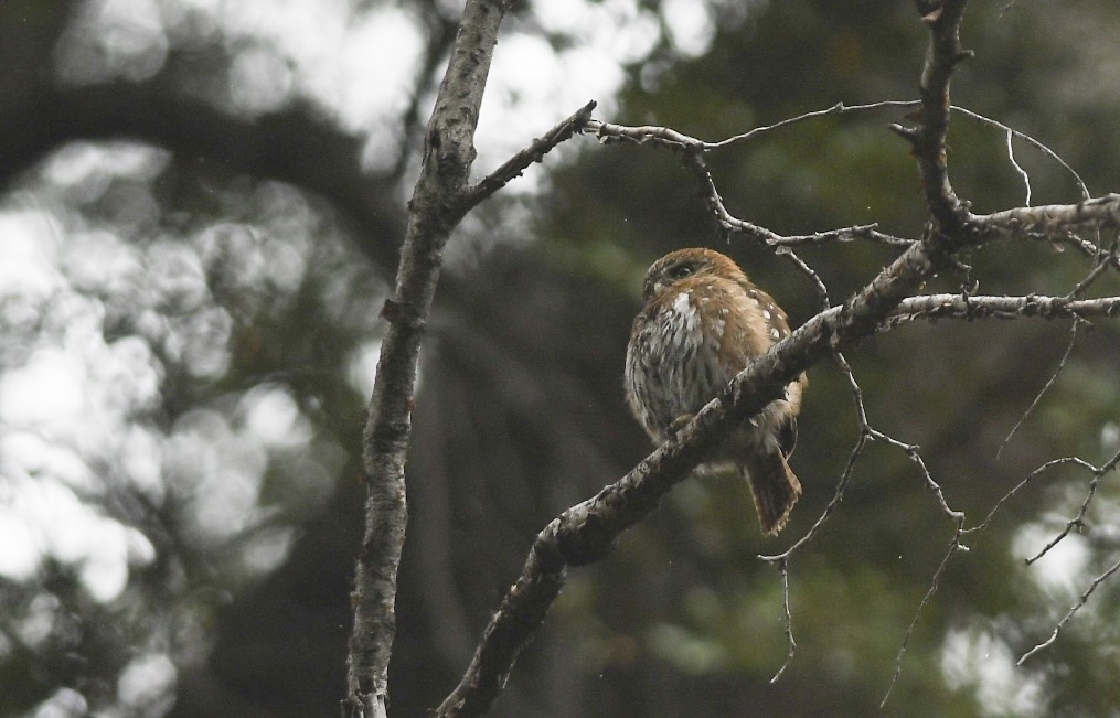 Austral Pygmy-Owl - ML405760451