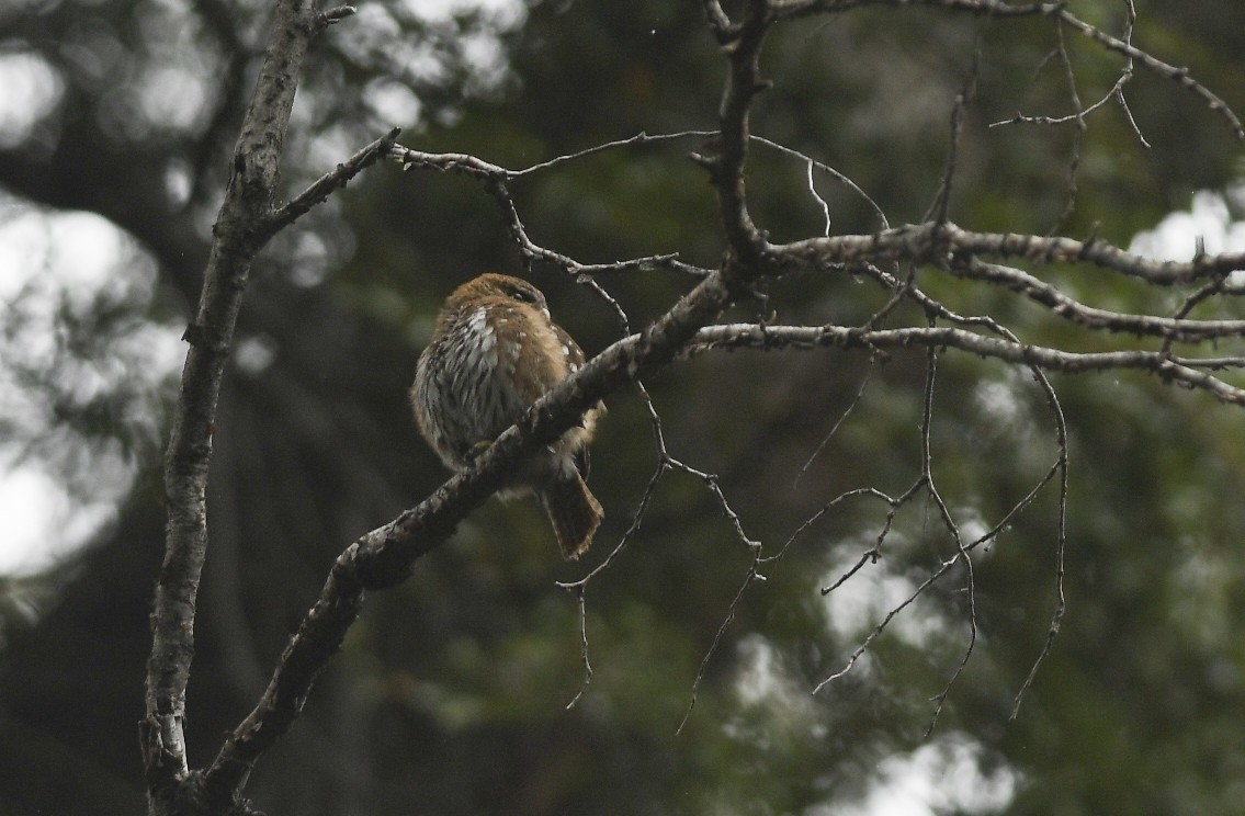 Austral Pygmy-Owl - ML405760471