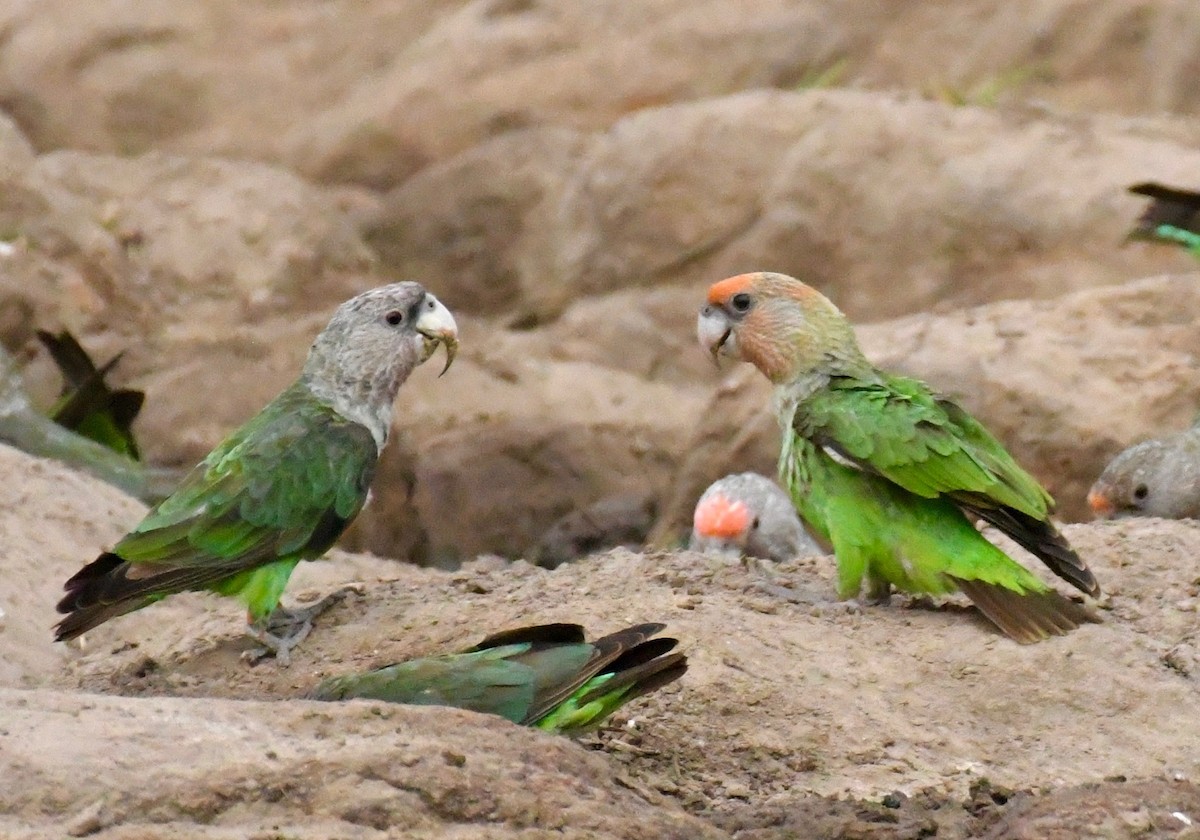 Brown-necked Parrot (Gray-headed) - Theresa Bucher